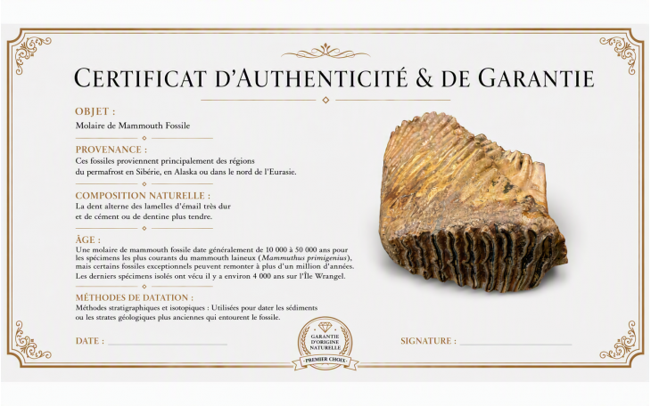 COUTEAU D'ART CL02 MANCHE MOLAIRE DE MAMMOUTH BLEU FEUILLE DE CHENE